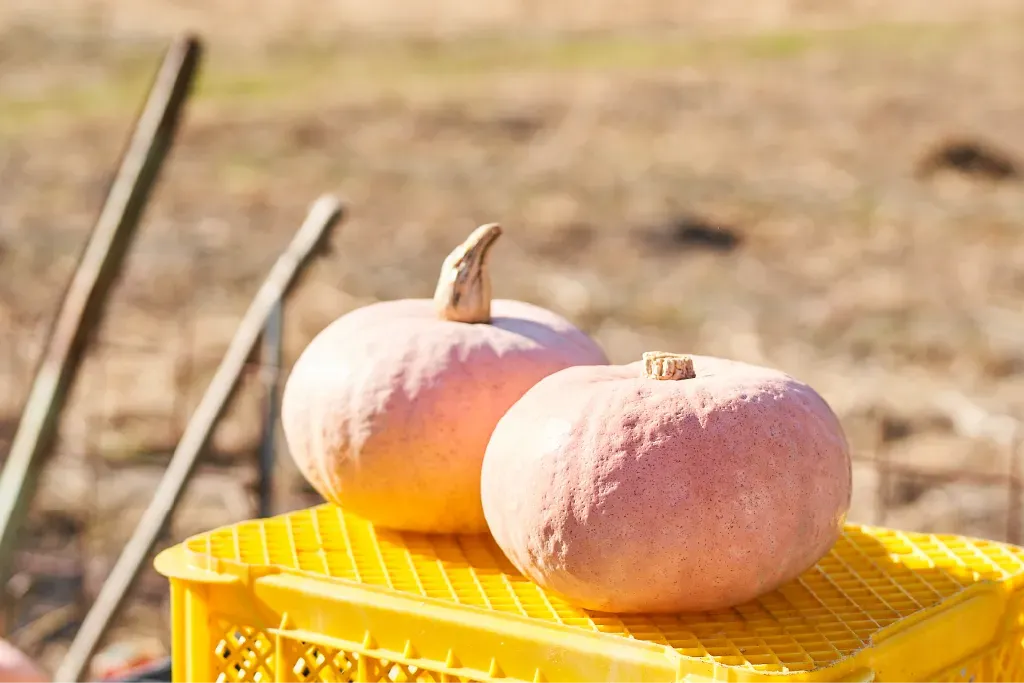 収穫されたカボチャ