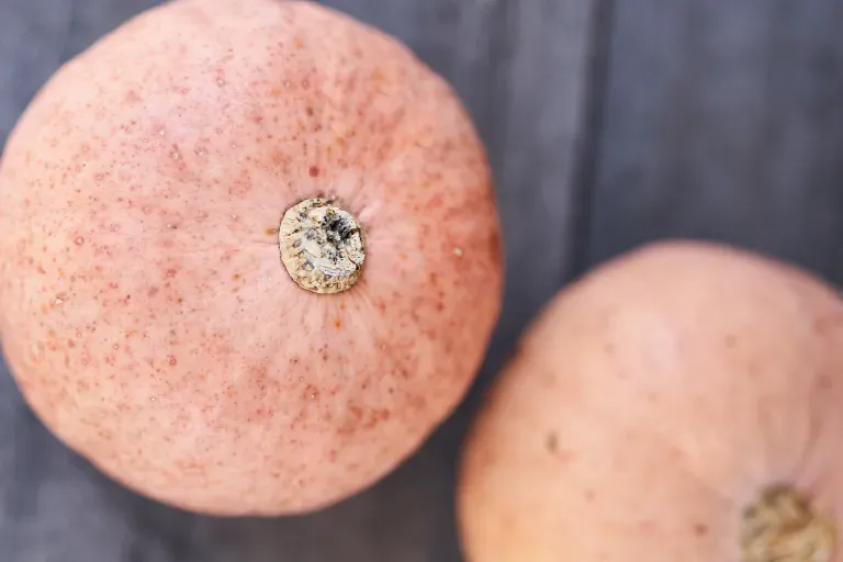 並べられたカボチャ