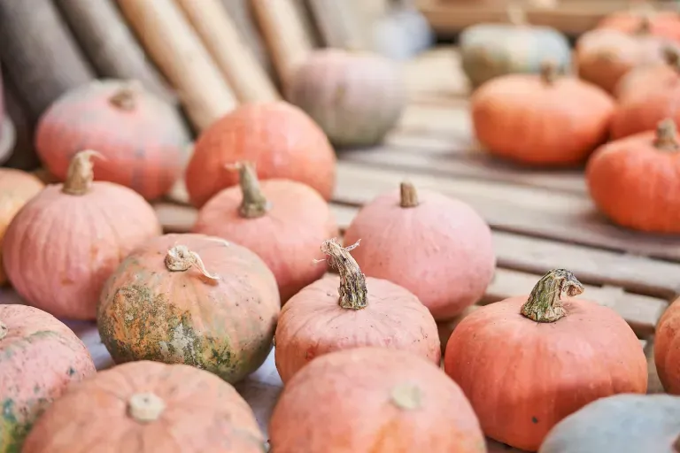 収穫されたたくさんのカボチャ