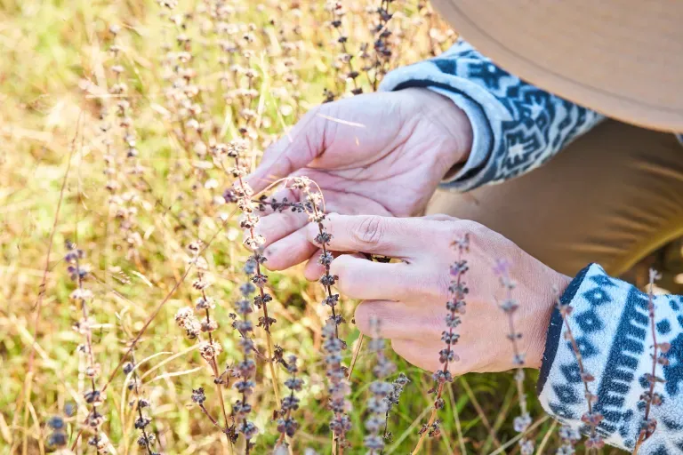 農作放棄地に生殖する植物を観察している